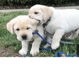 Doggo city