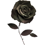 Order of the Black Rose Knights
