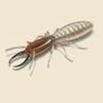 [SEA] Navy Termites