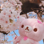 Sakura's Studios