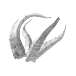 Celestial Horns of Fashion White