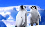 Pengus group!