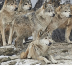 Wolf pack join the pack