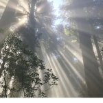 LIGHT BEAMS