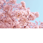 lovely_cherrys