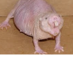 Mole Rats For Life!!!