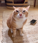 S.I gang