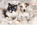 The Dog and Cat Group!