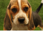 Doggies are cute too ( :