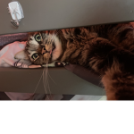 Some Crazy people love cats