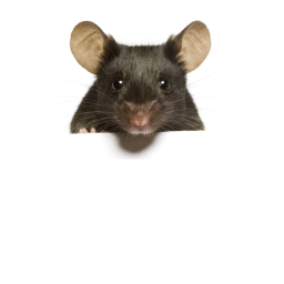 de mouse hospital