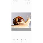 Snail hang out