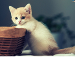 kitten angels and devils