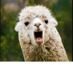 Llama Obby!