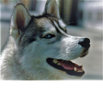 Huskies Unite