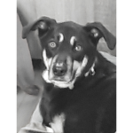 creepy_Bulldog Fan Group