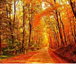 Moonlight_Autumn
