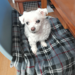 로벅스 뿌림 한사람에 10로벅