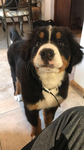 PUPPYH00D