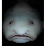 Blobfishy122gang
