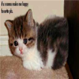 Cat Obby