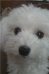 Puppy Palace