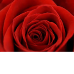 Rose _Army!!!!