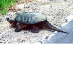 alligator tortoise