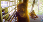 Monkey Babies!