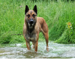 T.L.D{THE LOST DOGS}