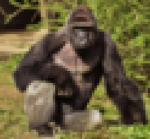 monky D money