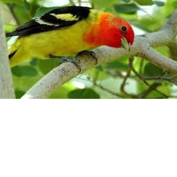 My bird died icon