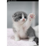 Kitten~squad