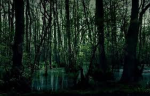 The Coven Of The Dark Swamp