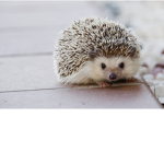 Thunder Hedgehog Fan Club