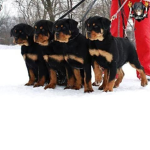 poopy spoon group