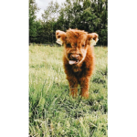 Super fluffy cows!
