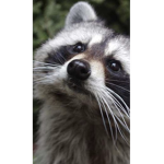 Hiraccoons
