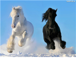 Kingdom Hearts and Horse fan group!!