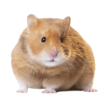 Mad Lad Hamsters