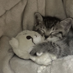 Marramiau Miau