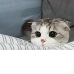 wyyyyyy am cat so