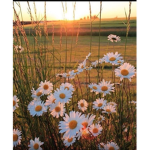 Lovely Daisy's