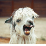 Thy Llamas United