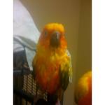 Alli’s bird people