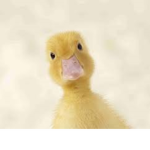 i'ma duck quack quack quack