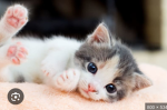DARCS KITTENS