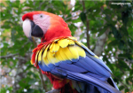 Birds of the World