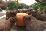 capybara revolution
