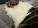 Theo Cat group